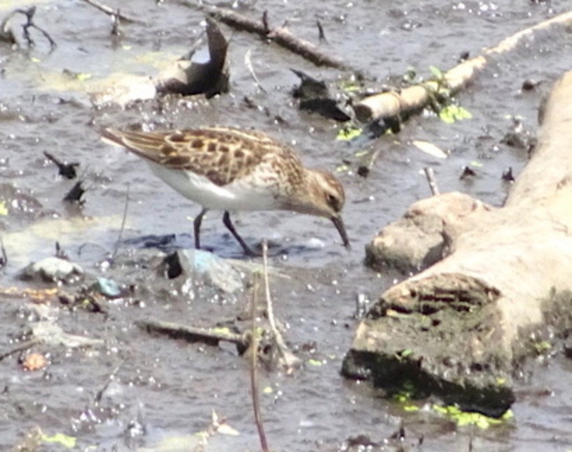 Least Sandpiper - ML450452681