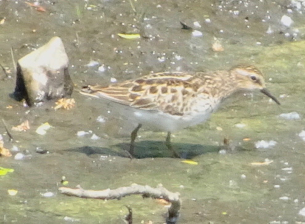 Least Sandpiper - ML450452691