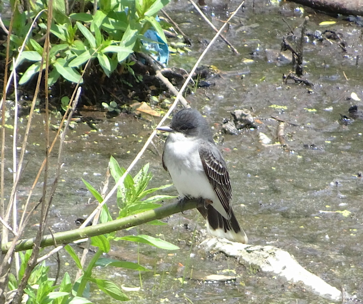 Eastern Kingbird - ML450453001