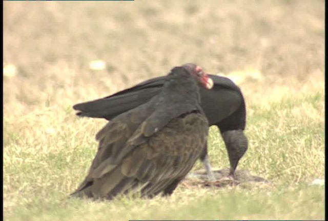 Black Vulture - ML450455