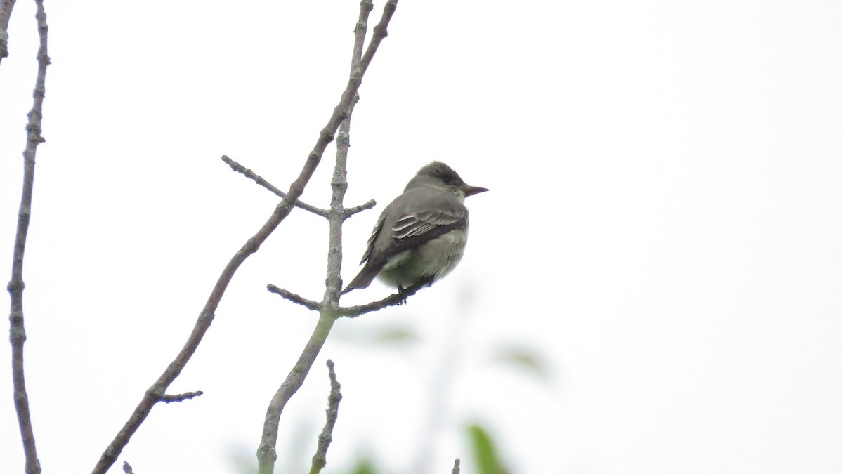 Olive-sided Flycatcher - ML450455841