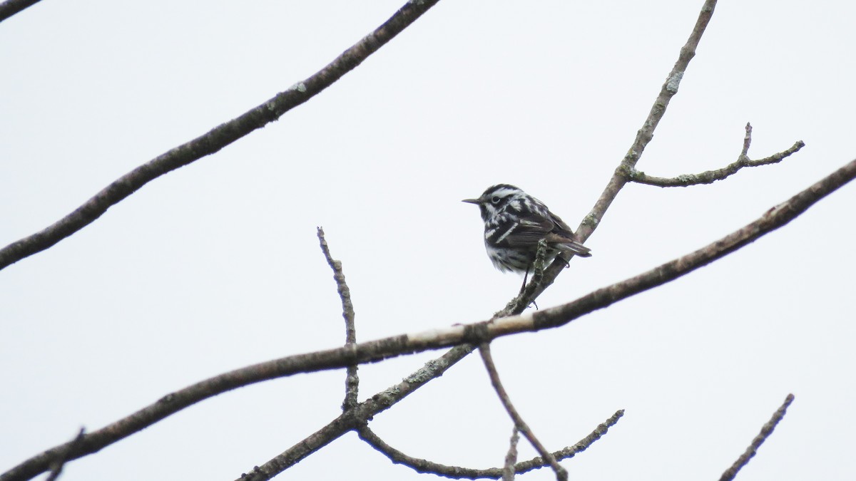 Black-and-white Warbler - ML450455971