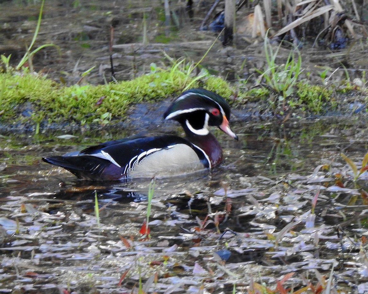 Wood Duck - ML450456601