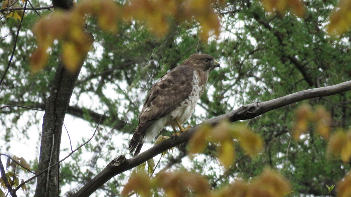 Broad-winged Hawk - ML450456621