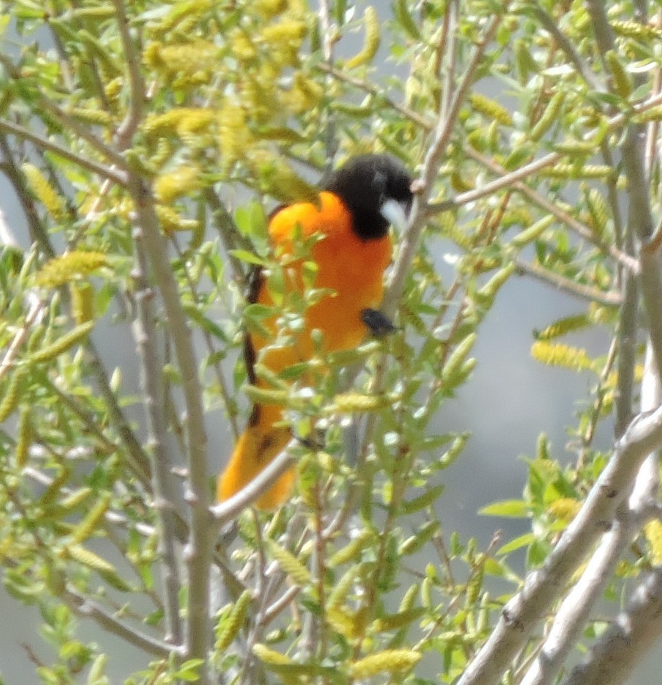 Baltimore Oriole - ML450457151