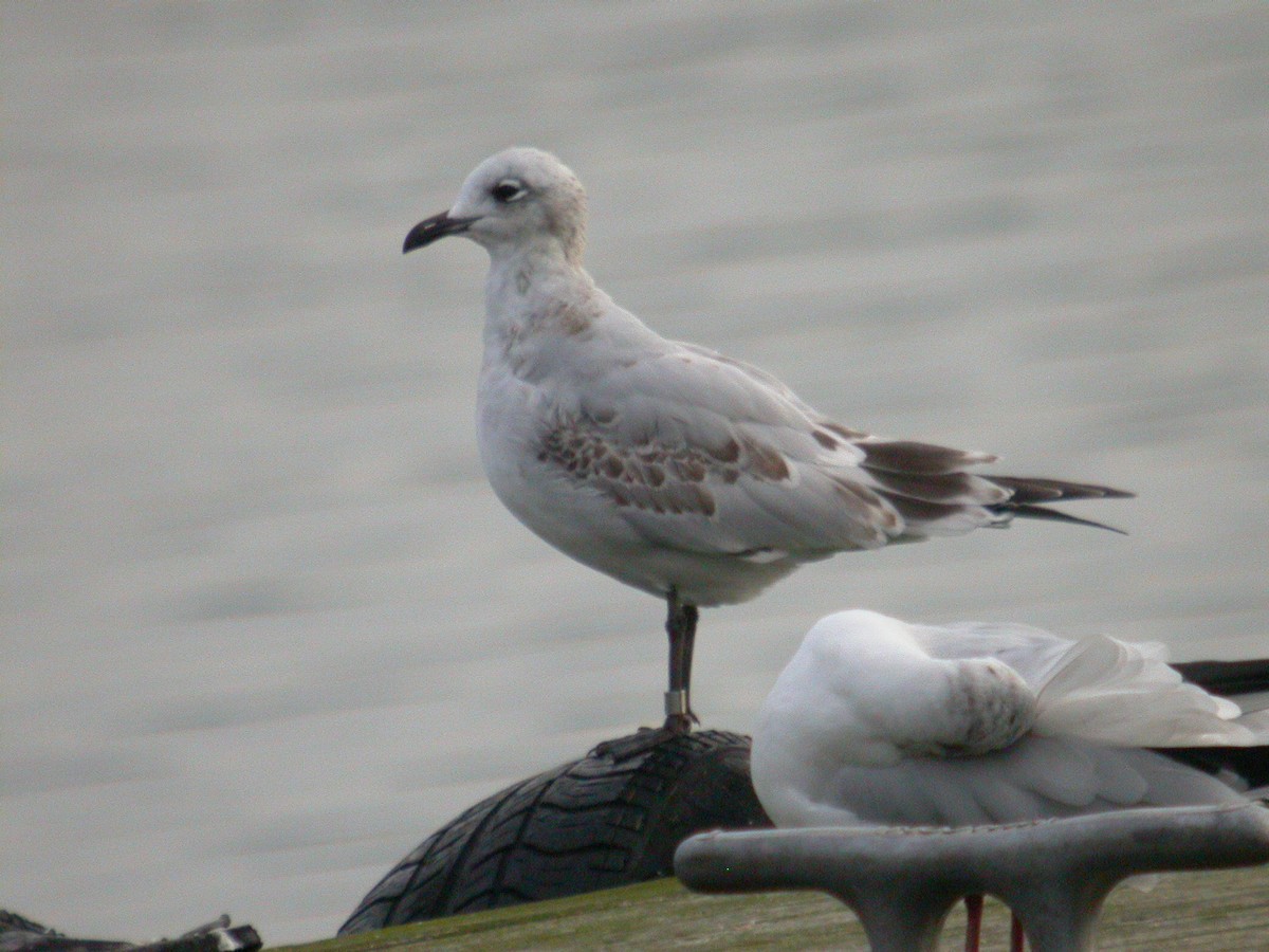 Gaviota Cabecinegra - ML450458121