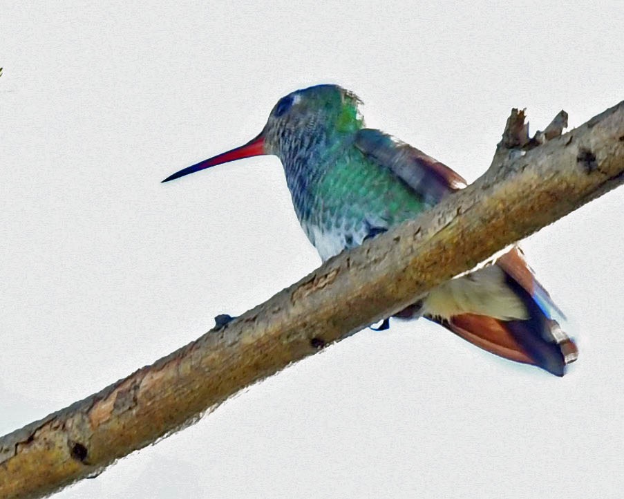 kolibřík pestrý (ssp. rondoniae) - ML450458381