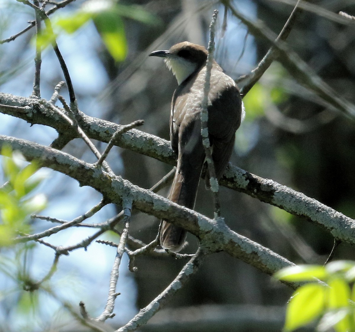 Black-billed Cuckoo - ML450458791