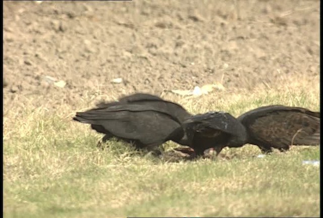 Black Vulture - ML450460