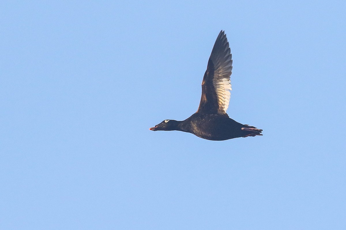 White-winged Scoter - Ethan Denton