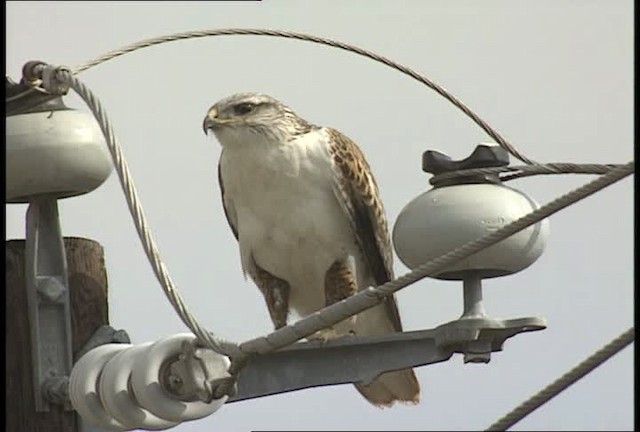 Ferruginous Hawk - ML450464