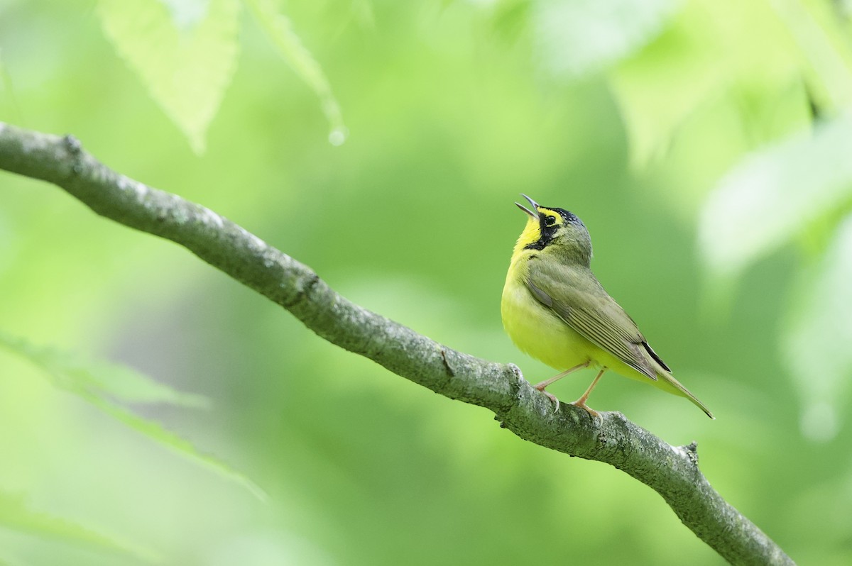 Kentucky Warbler - ML450465241