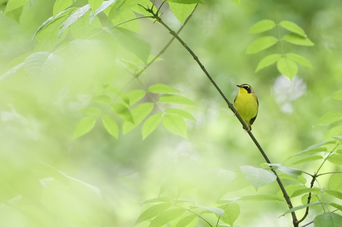 Kentucky Warbler - Jason hs