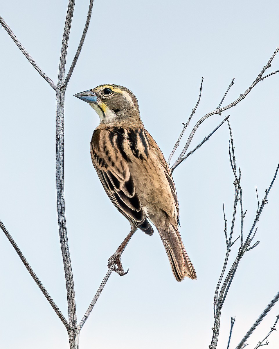 Dickcissel - ML450467121