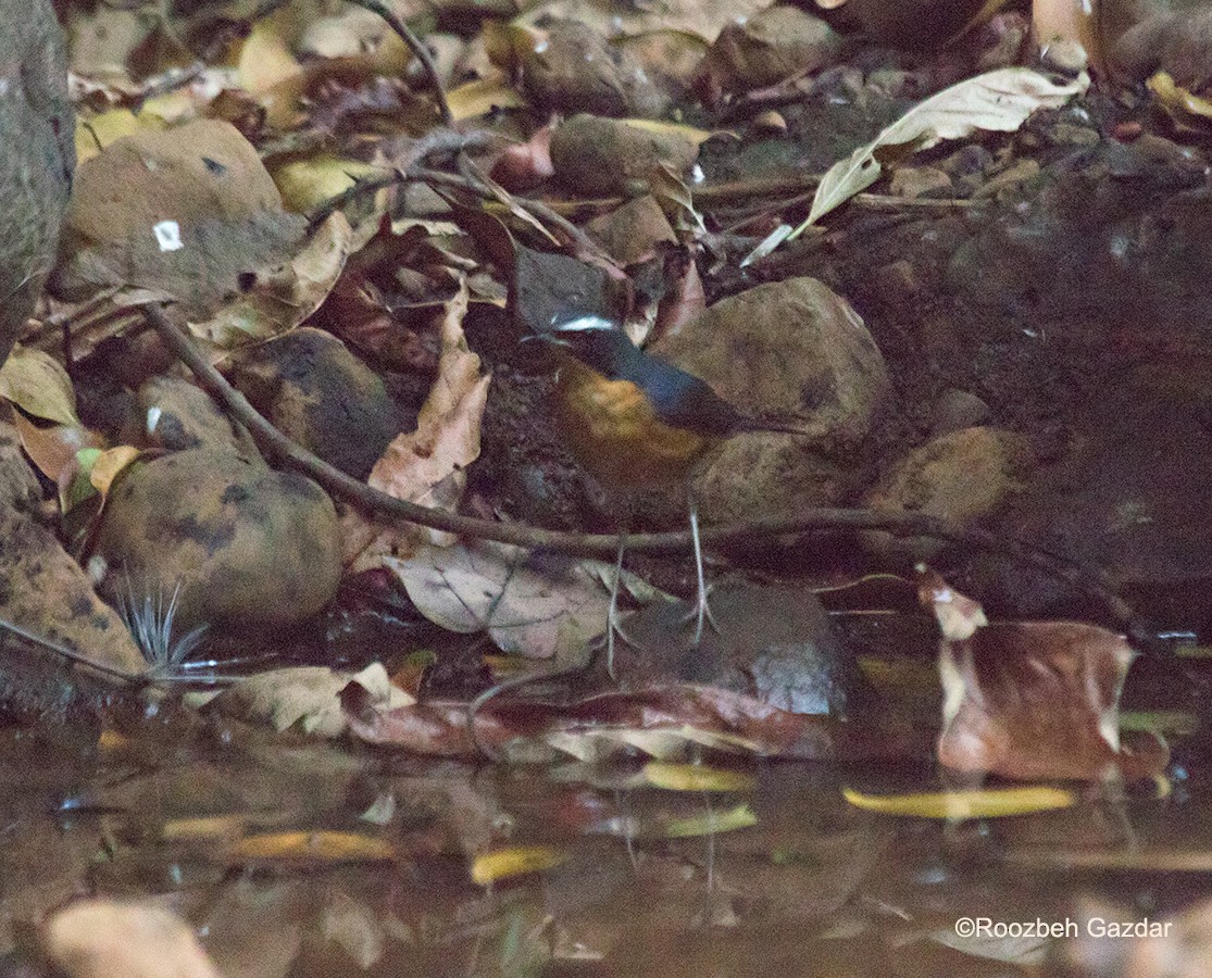 Indian Blue Robin - ML450468351