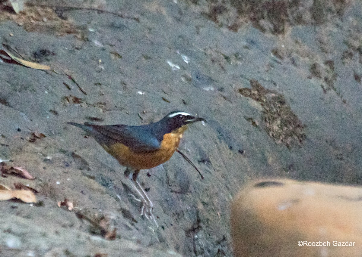 Indian Blue Robin - ML450468371