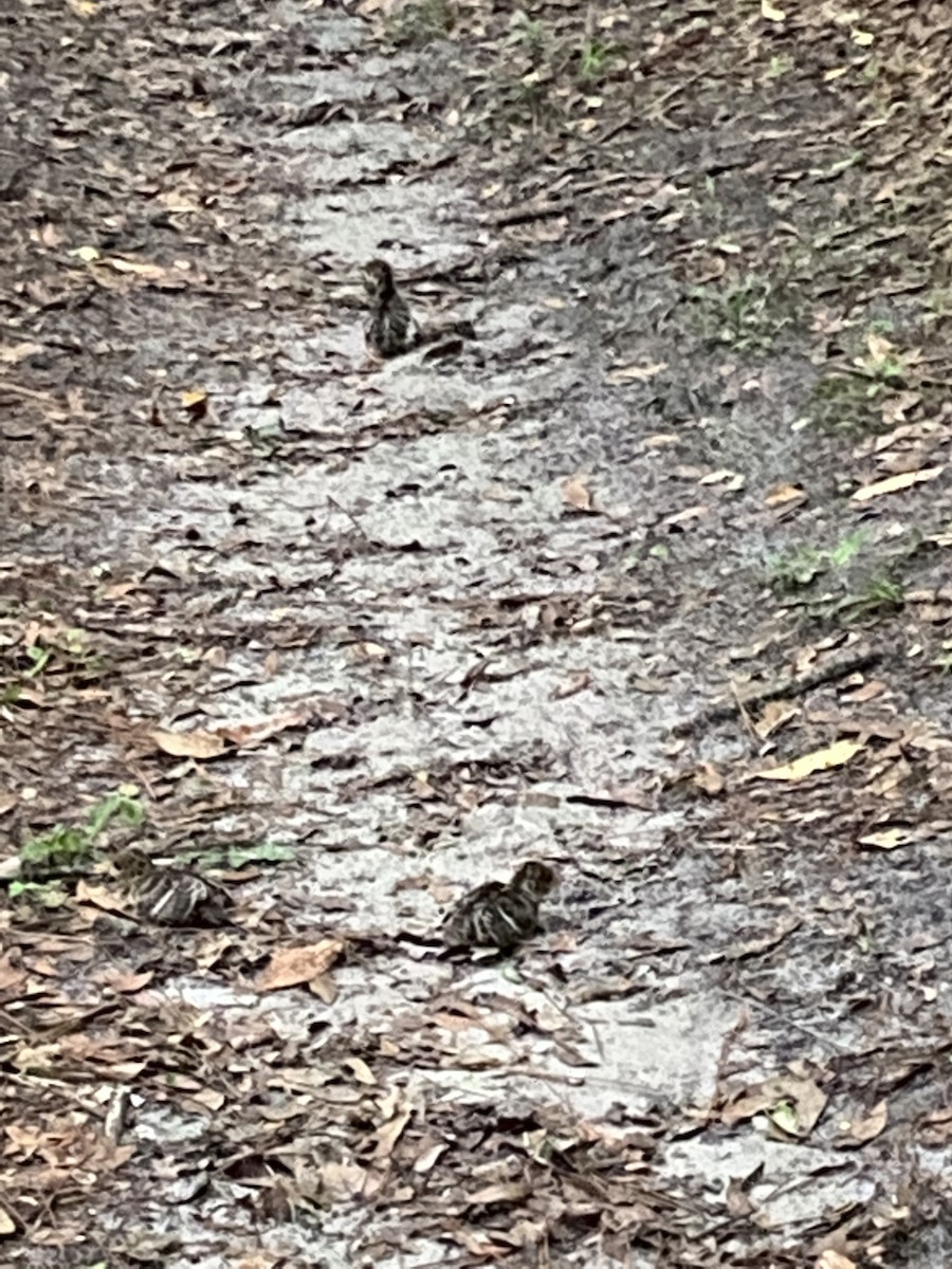 Wild Turkey - ML450468741