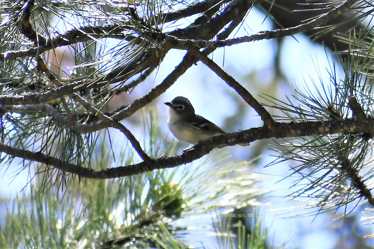 Plumbeous Vireo - Mike Rome