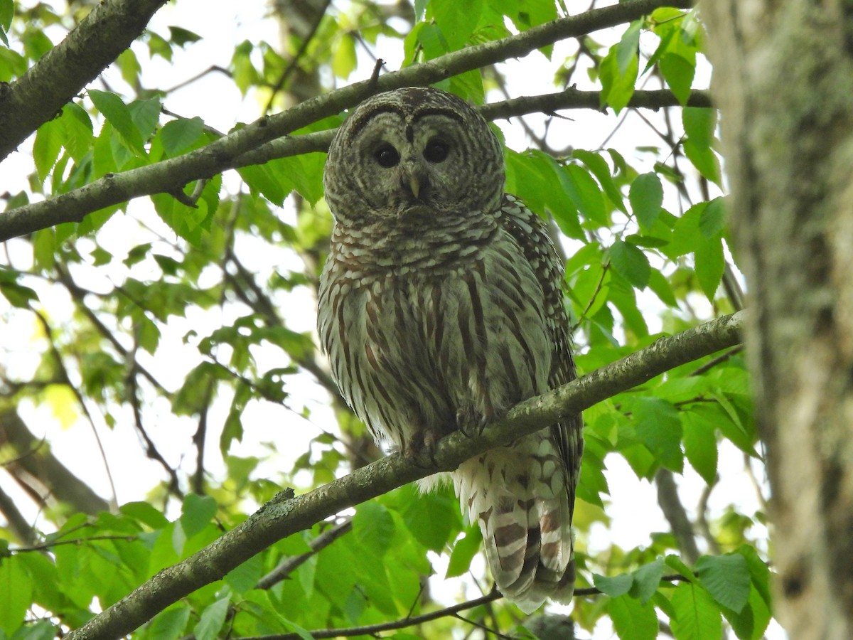 Barred Owl - ML450471611