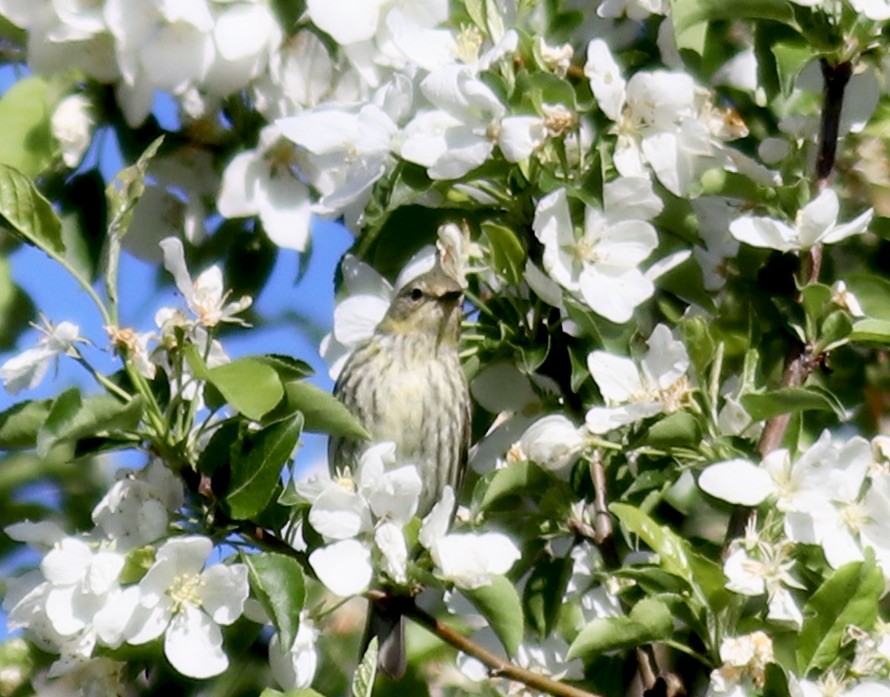 Cape May Warbler - ML450471661