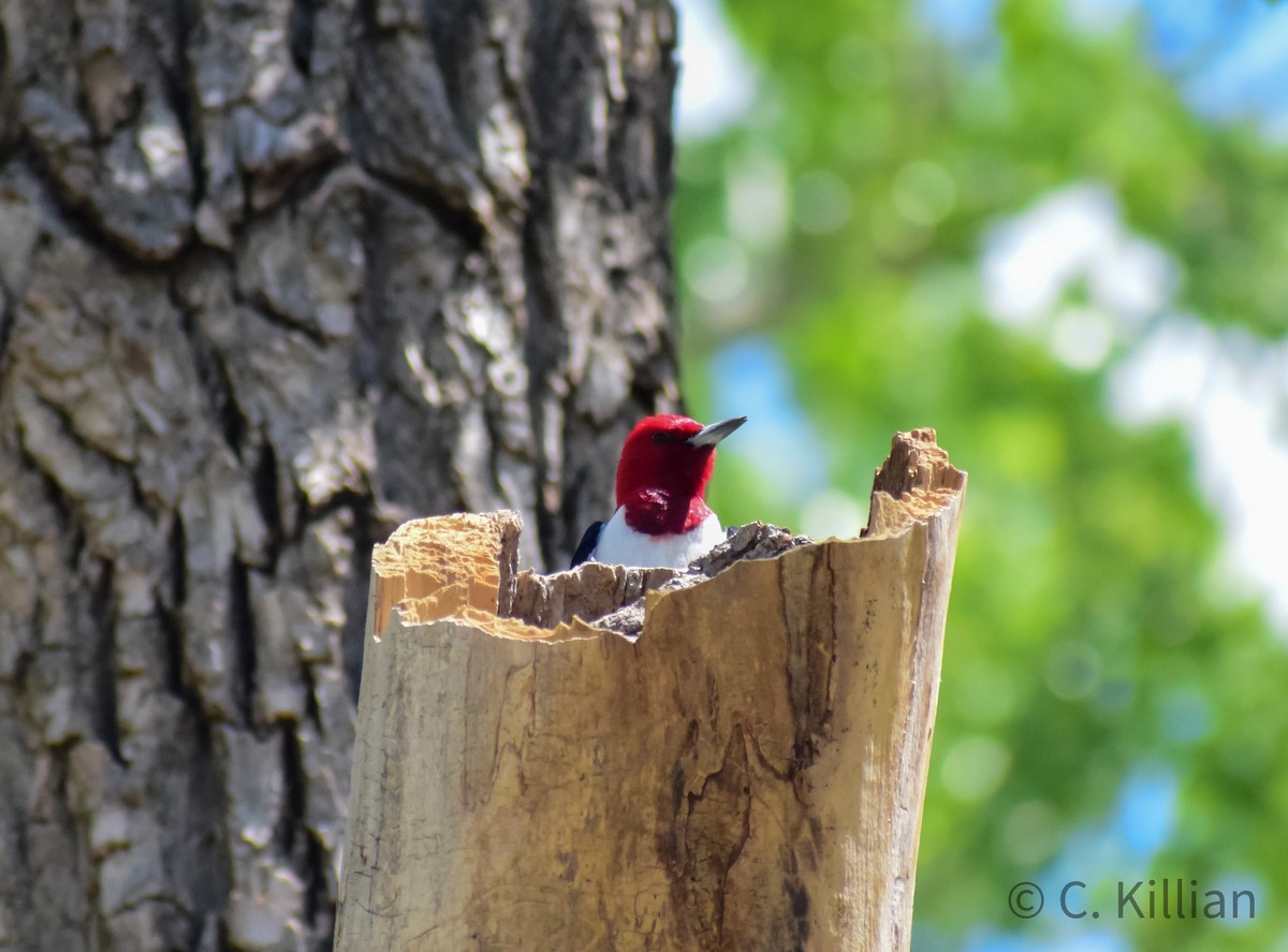 Red-headed Woodpecker - ML450471741