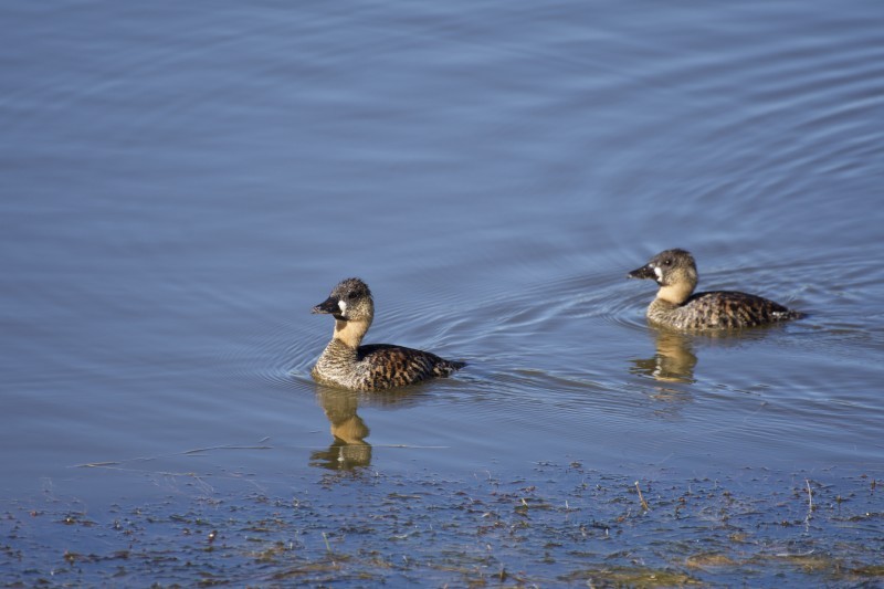 White-backed Duck - ML450471961