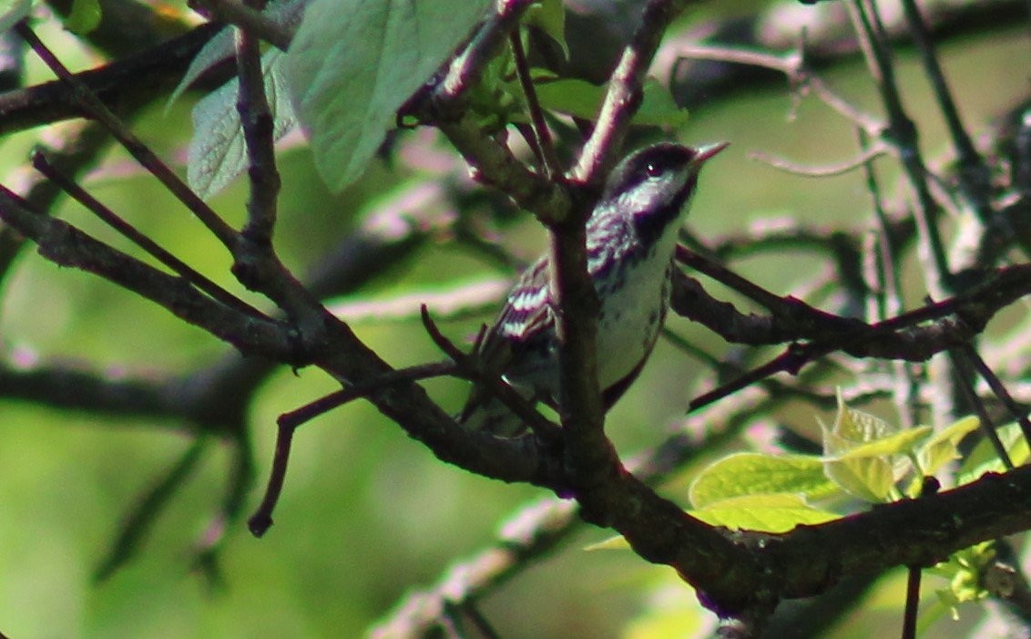 Blackpoll Warbler - ML450474111