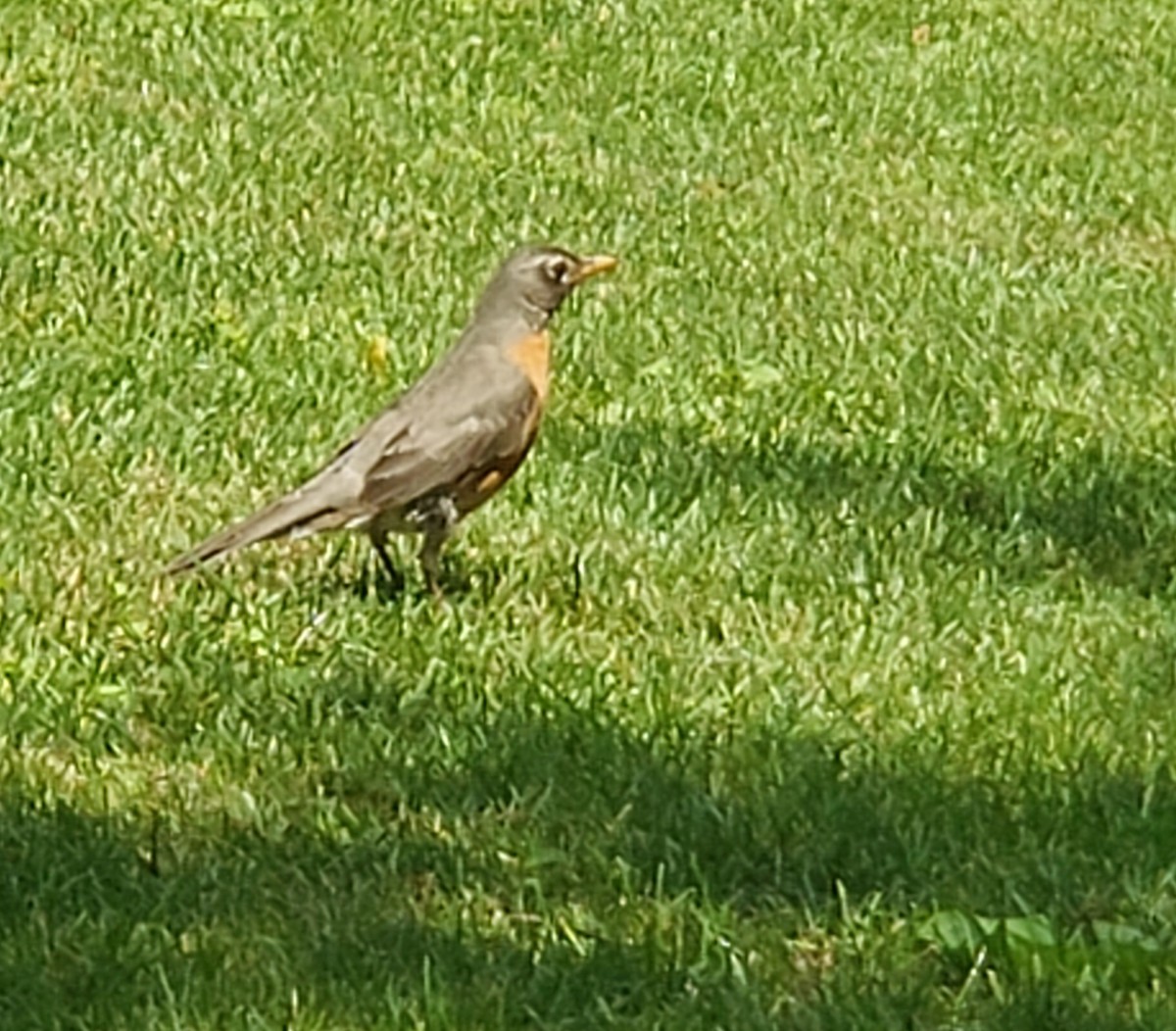 American Robin - ML450474591