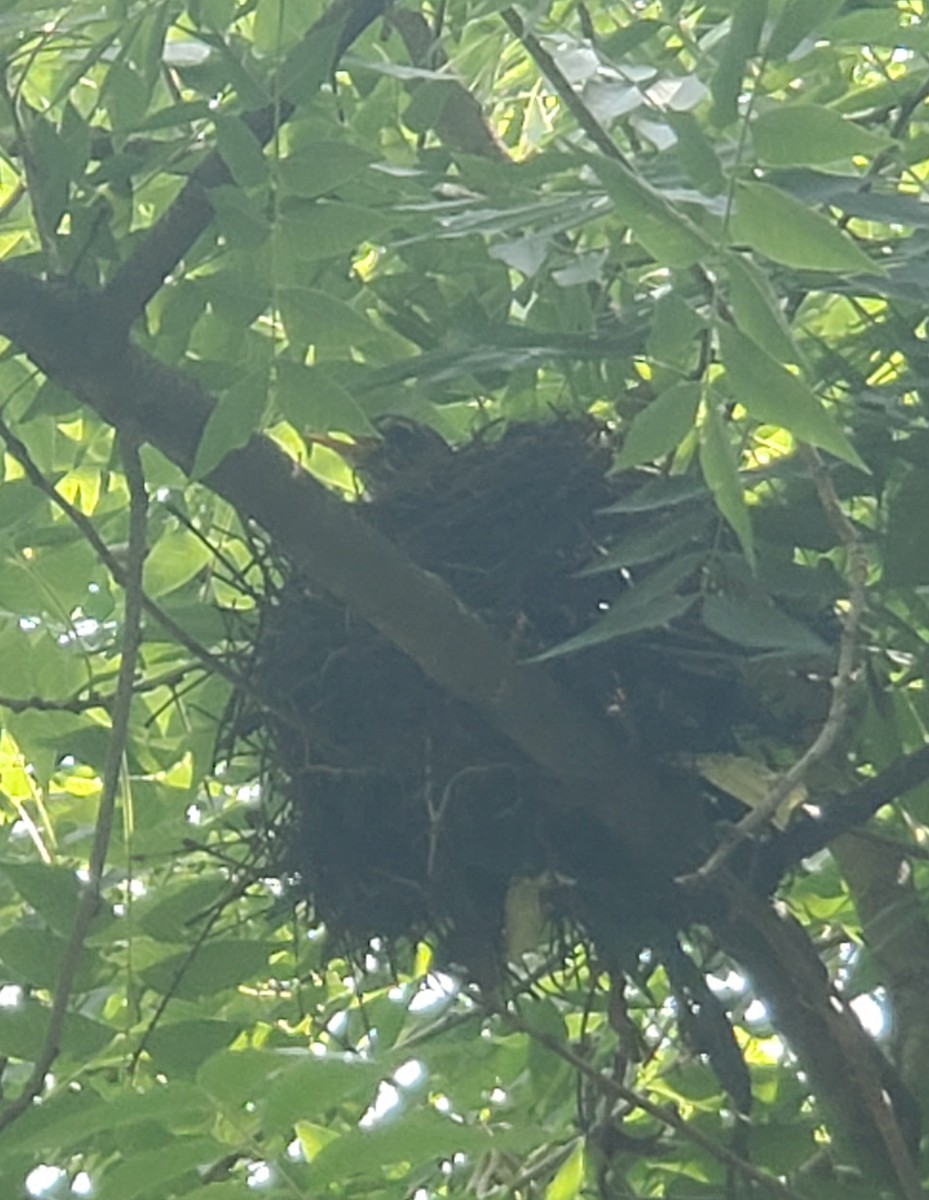 American Robin - ML450474611