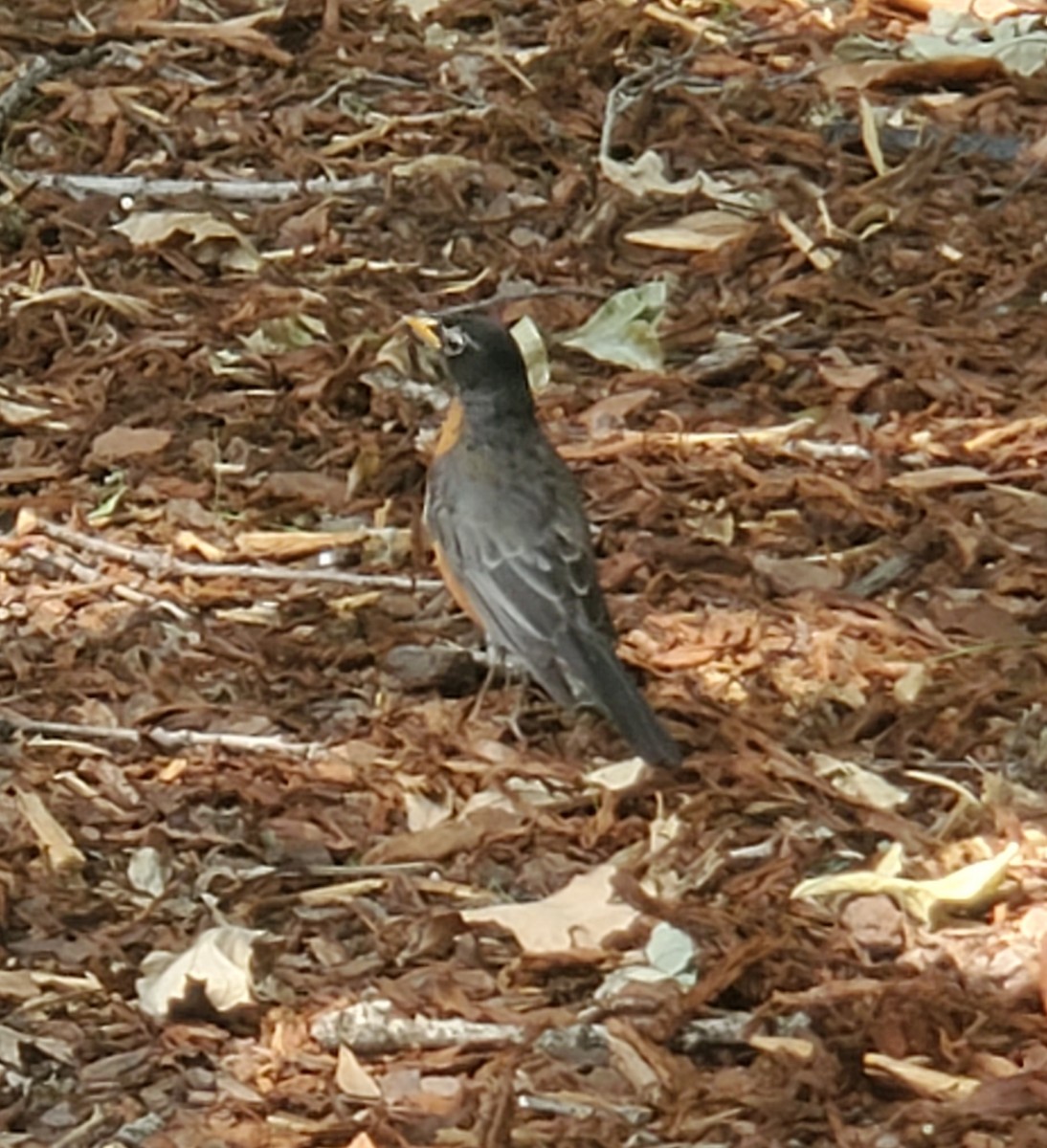 American Robin - ML450474631