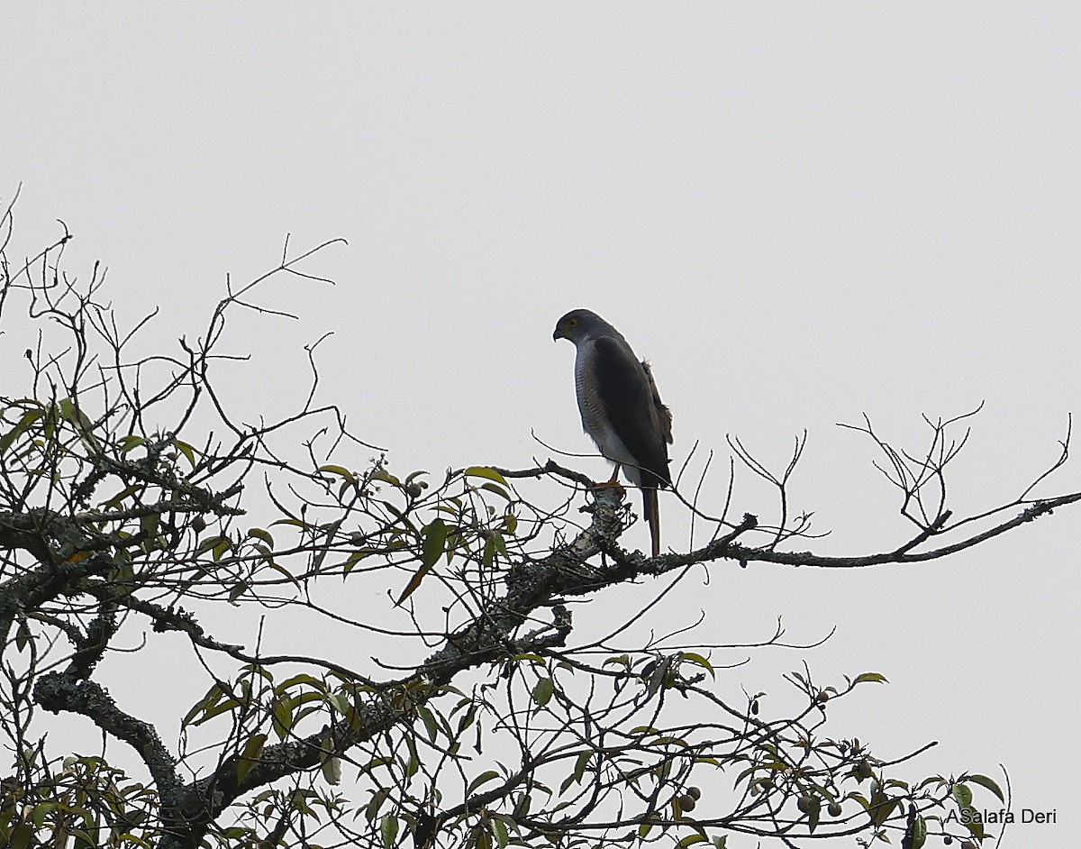 African Goshawk (Eastern) - ML450474701