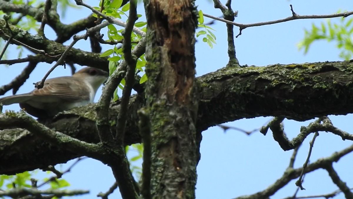 Black-billed Cuckoo - ML450475831