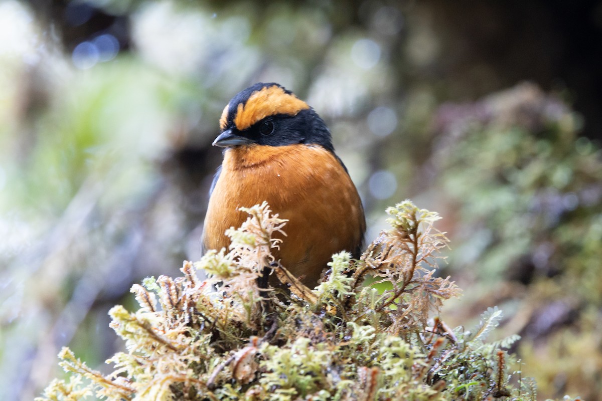 Rufous-browed Hemispingus - Miguel Lezama - Tanager Tours