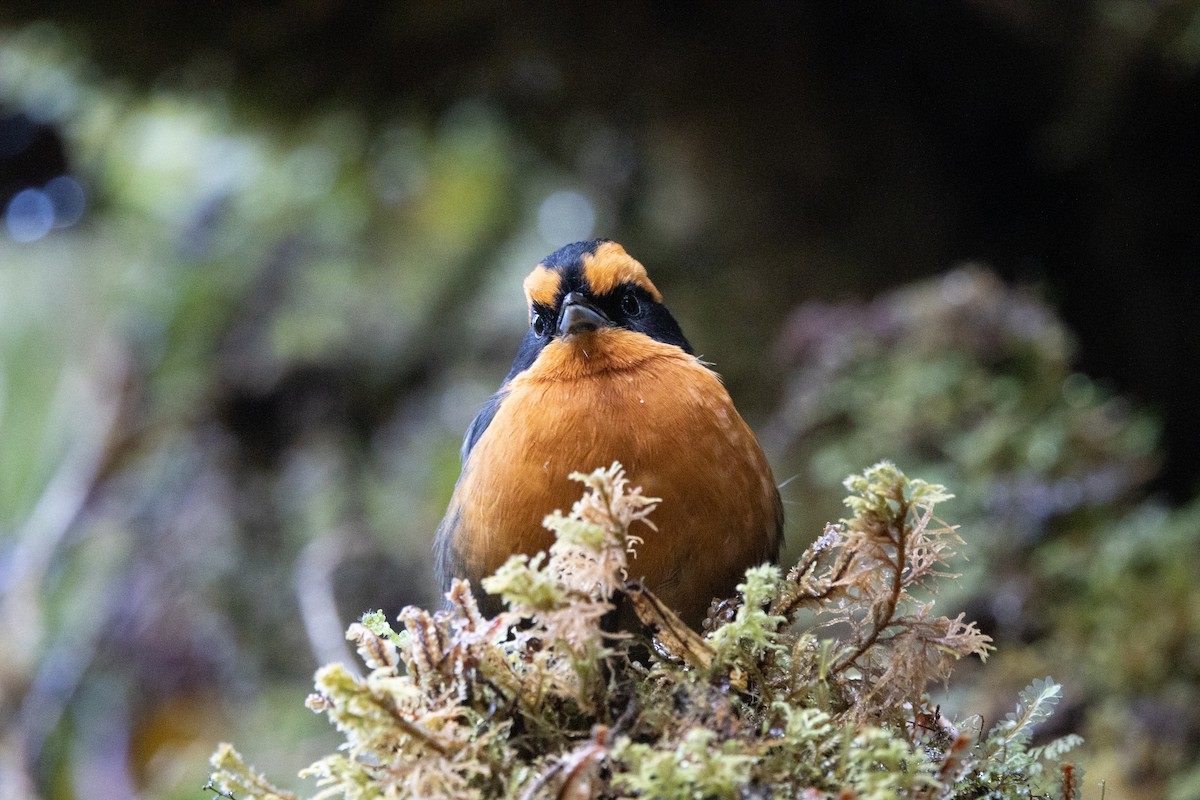 Rufous-browed Hemispingus - Miguel Lezama - Tanager Tours