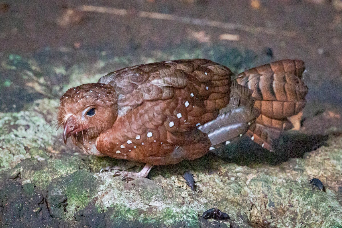 Oilbird - ML450478071