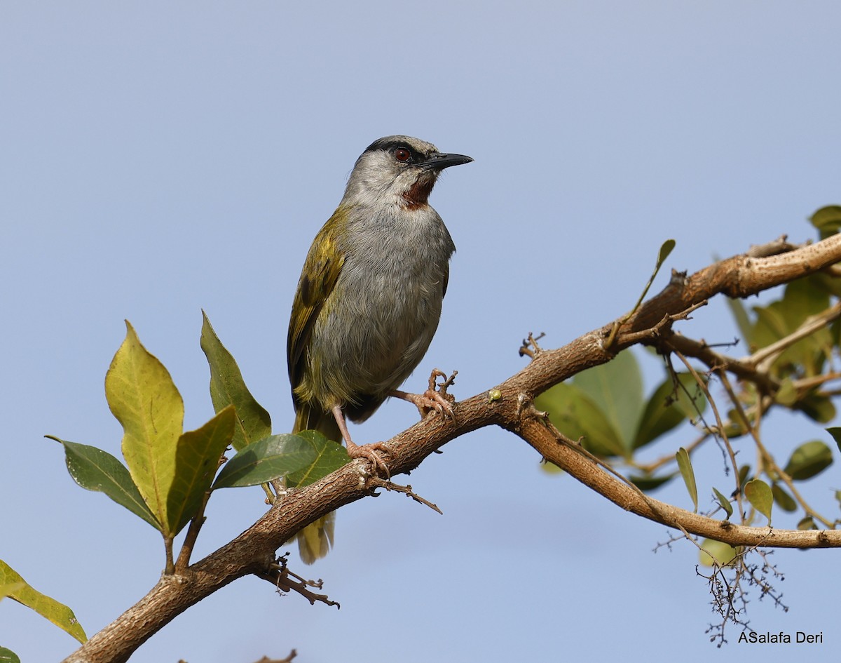 Gray-capped Warbler - Fanis Theofanopoulos (ASalafa Deri)