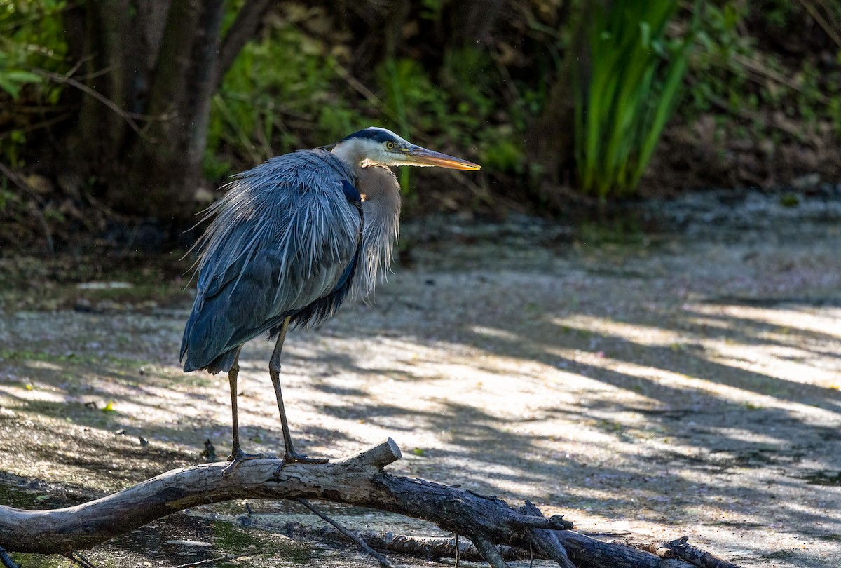 Great Blue Heron - ML450480531