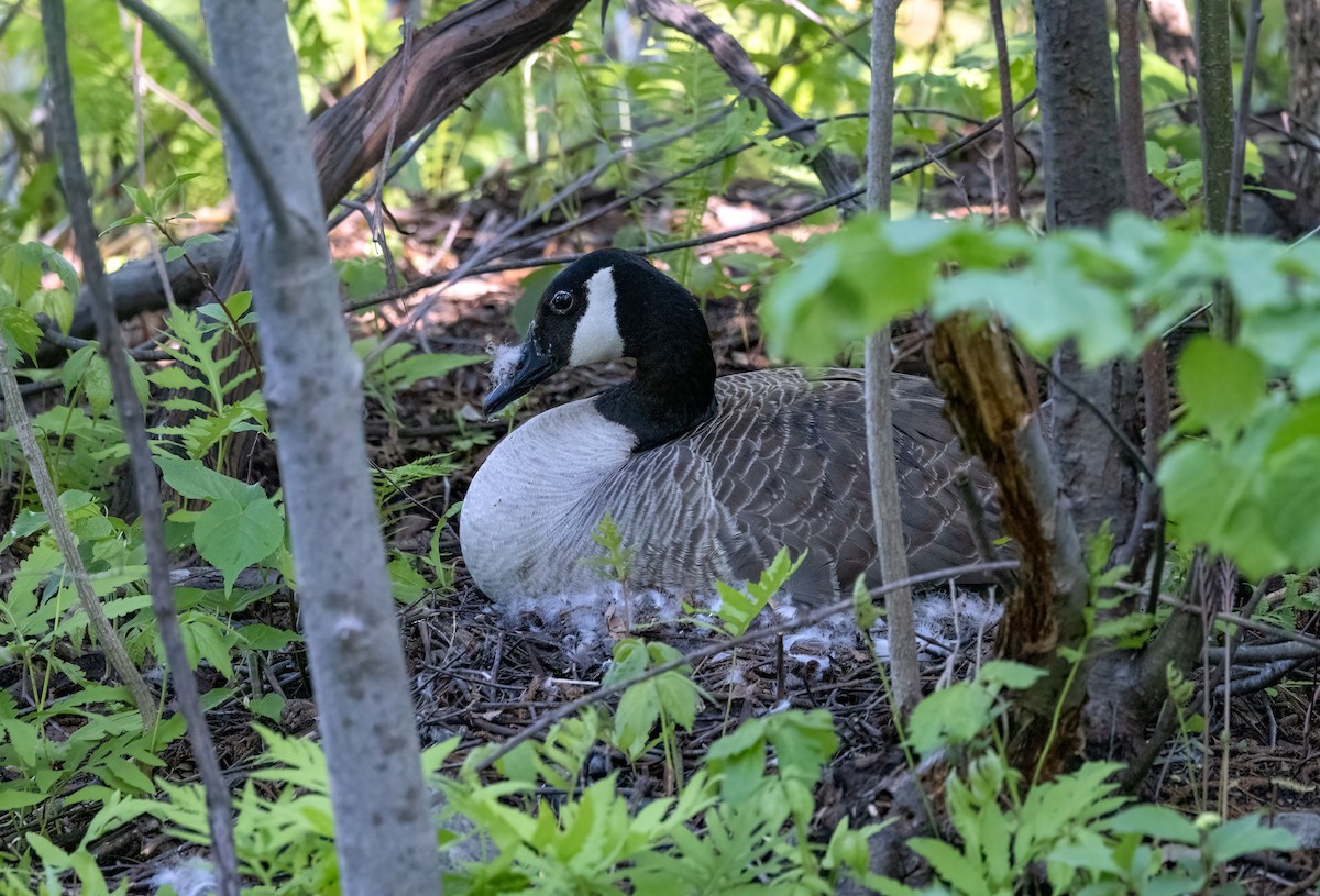 Canada Goose - ML450480561