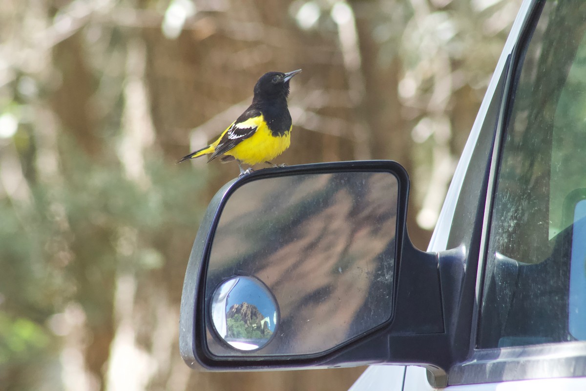 Scott's Oriole - ML450481131