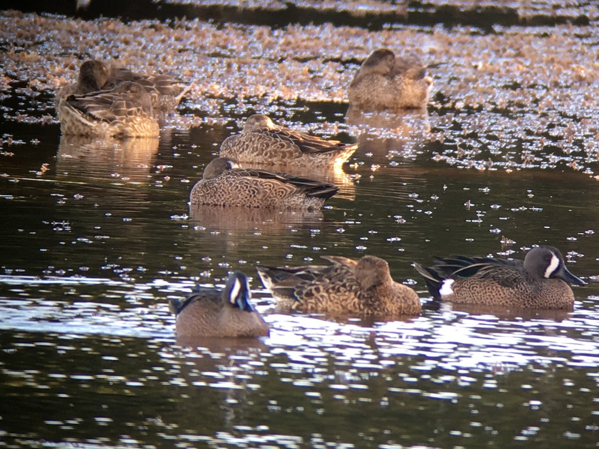 Blue-winged Teal - ML45048311