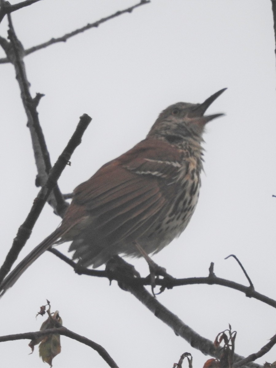 Brown Thrasher - ML450483711