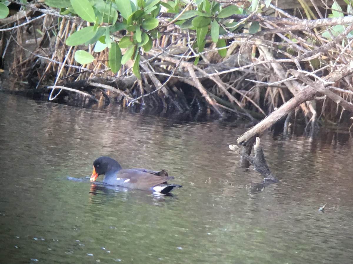 Common Gallinule - David Simpson