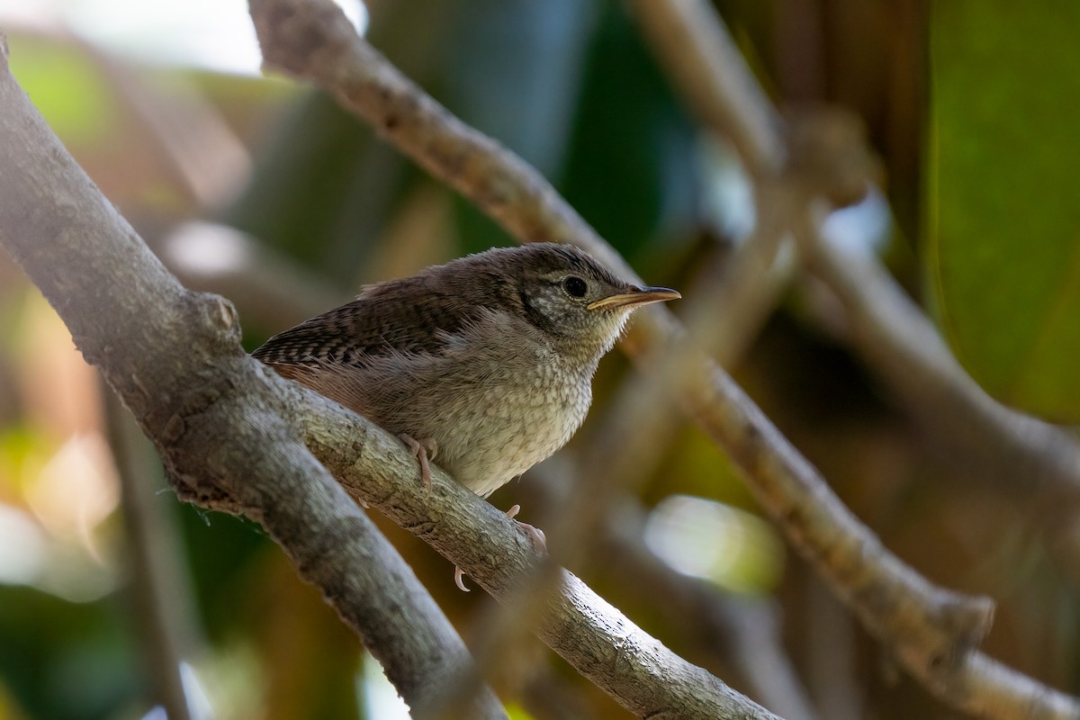 House Wren - ML450484131