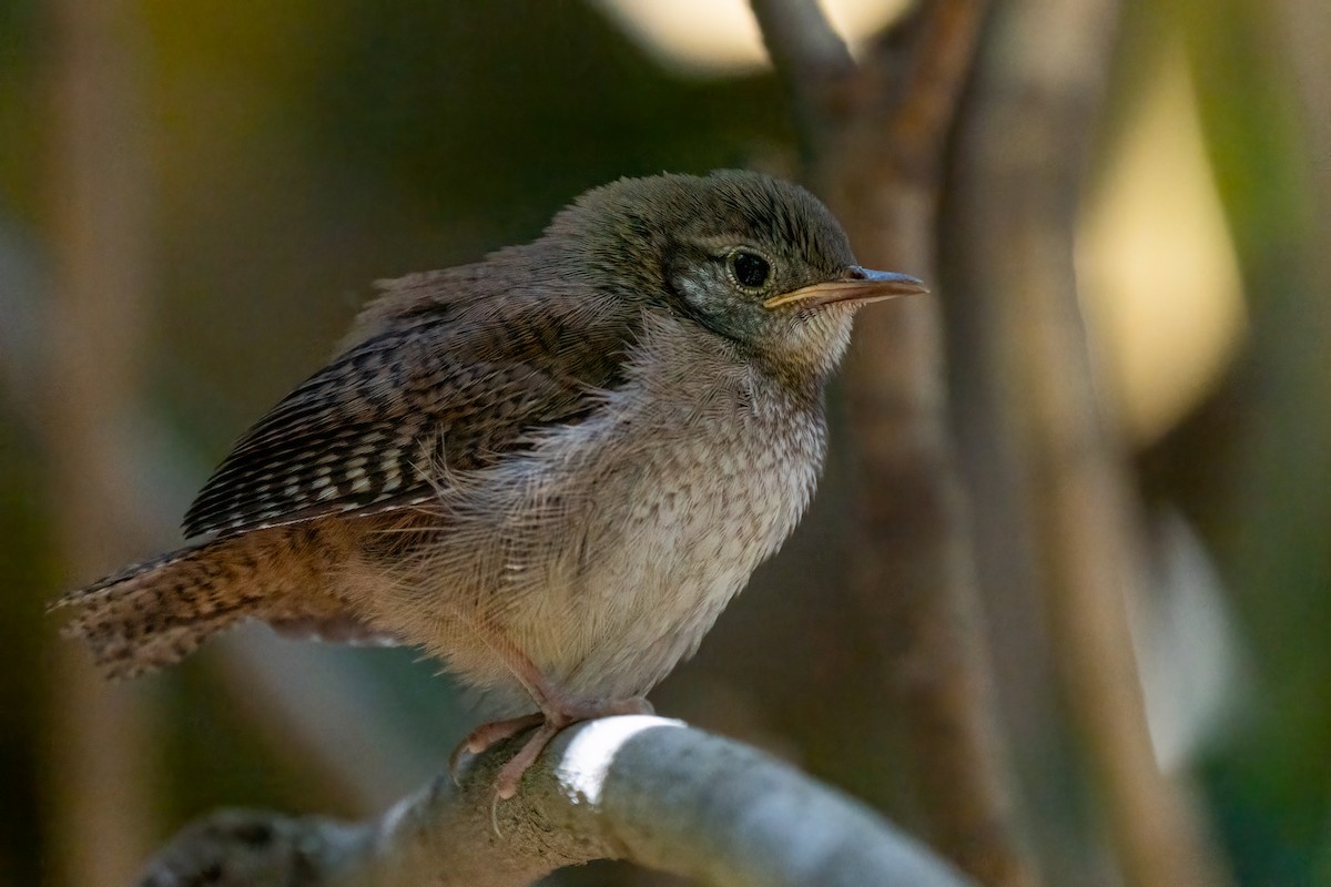 House Wren - ML450484211