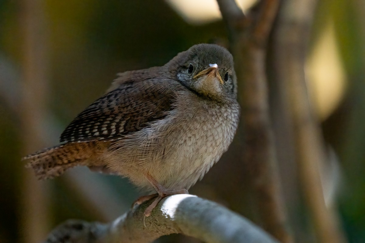 House Wren - ML450484221