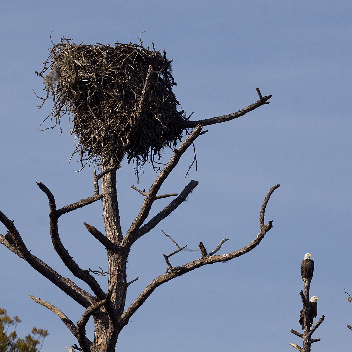 Bald Eagle - Dan Vickers