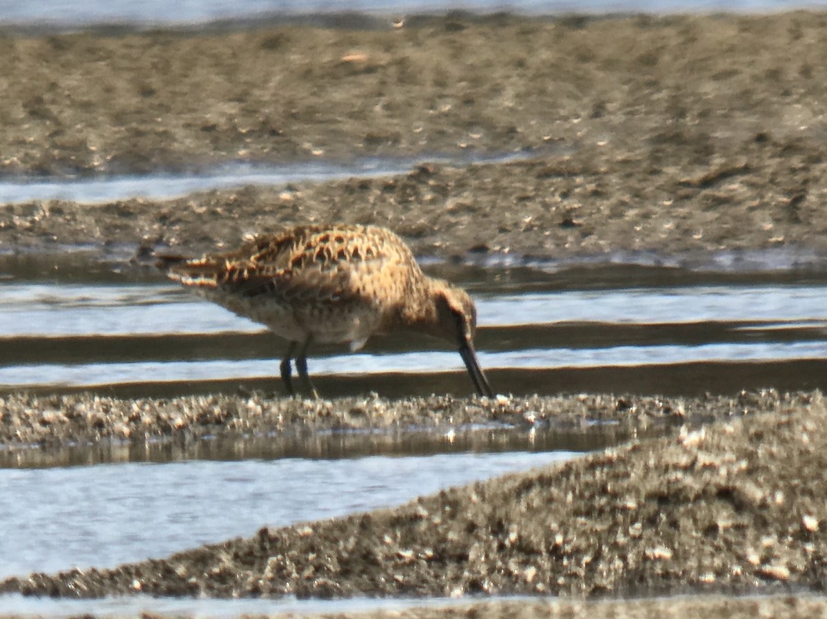 Short-billed Dowitcher - Reid Hildebrandt