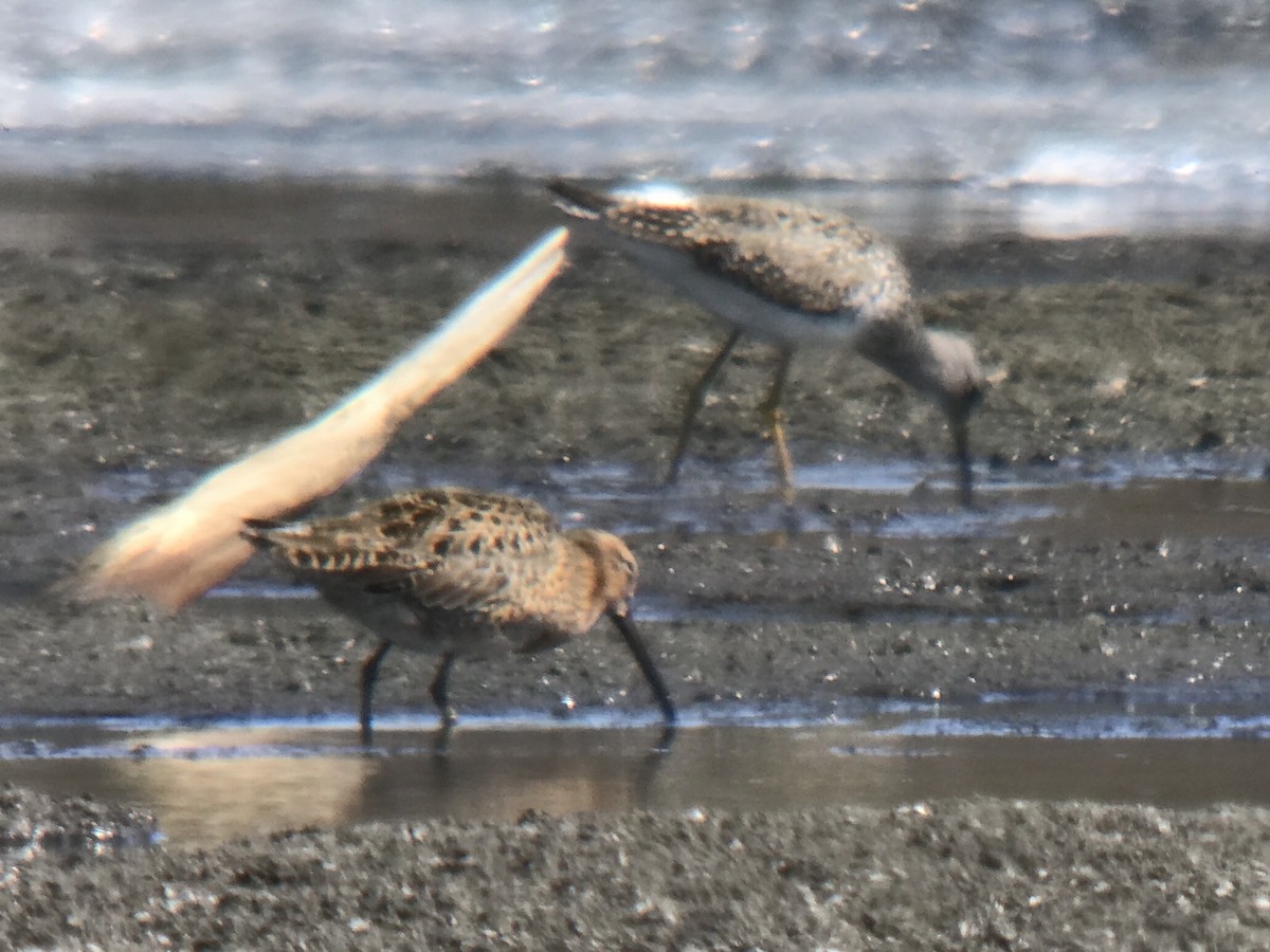 Short-billed Dowitcher - Reid Hildebrandt