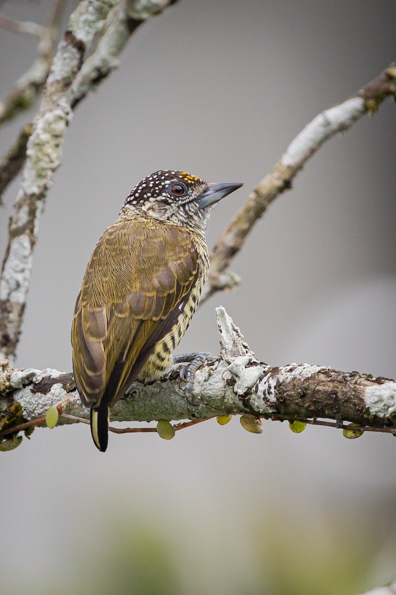 Lafresnaye's Piculet - ML450486481