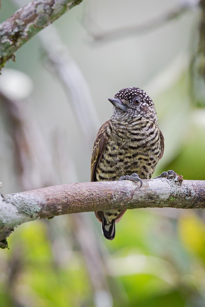 Lafresnaye's Piculet - Miguel Lezama - Tanager Tours